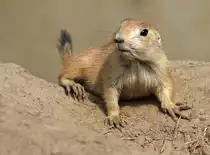 Schwarzschwanz-Pr�riehund