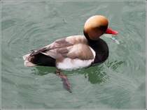 Diese Kolbenente schwimmt am 02.06.2013 im Bodensee vor Friedrichshafen.