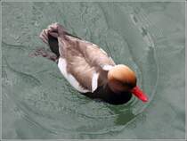 Diese Kolbenente schwimmt am 02.06.2013 im Bodensee vor Friedrichshafen.