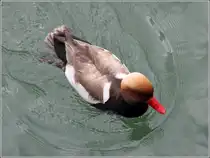 Diese Kolbenente schwimmt am 02.06.2013 im Bodensee vor Friedrichshafen.