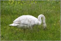 Ein Hckerschwan bei der Futtersuche am 02.06.2013 in Friedrichshafen.