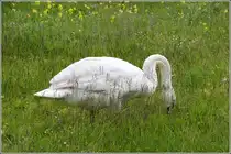 Ein H�ckerschwan bei der Futtersuche am 02.06.2013 in Friedrichshafen.