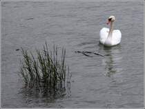 Ein Hckerschwan am 02.06.2013 auf dem Bodensee in Friedrichshafen.