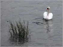 Ein H�ckerschwan am 02.06.2013 auf dem Bodensee in Friedrichshafen.