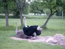 Ein Strau�enp�rchen auf der Strau�enfarm Happy Ostrich in Kasel-Golzig - Zauche, 2004