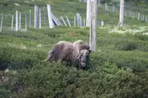 Ein Moschusochse im Dovrefjell; 23.06.2013