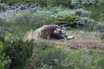 Ein Moschusochse im Dovrefjell; 23.06.2013