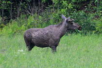 Ein junger Elchbulle an der RV 17 bei Brnnsund; 25.06.2013