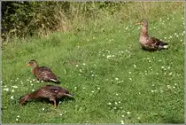 Ein Stockentenweibchen hat immer noch ein wachsames Auge auf ihre beiden Jungv�gel. Gesehen am 11.07.2013 im Rhododendron-Park in Bremen.