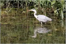 In den Teichen des Rhododendron-Parks in Bremen ist dieser Graureiher auf Nahrungssuche. 11.07.2013

