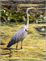 Ein Graureiher in den Teichen des Rhododendron-Parks in Bremen. 11.07.2013