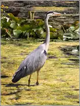 Ein Graureiher in den Teichen des Rhododendron-Parks in Bremen. 11.07.2013