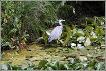 In den Teichen des Rhododendron-Parks in Bremen fhlt sich dieser Graureiher augenscheinlich recht wohl. 11.07.2013