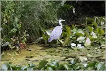 In den Teichen des Rhododendron-Parks in Bremen f�hlt sich dieser Graureiher augenscheinlich recht wohl. 11.07.2013