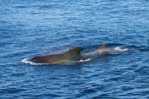 Grindwale am Bleik Canyon, vor der Kste von Andya; 01.07.2013