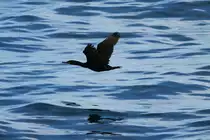 Eine Kr�henscharbe fliegt �ber das Nordmeer; 01.07.2013