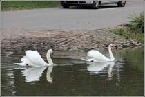 Hckerschwne auf dem Neckar beim Fhranleger in Ladenburg. 12.03.2013