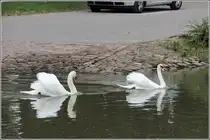 H�ckerschw�ne auf dem Neckar beim F�hranleger in Ladenburg. 12.03.2013