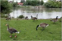 Kanadag�nse am Neckarufer in Ladenburg. Eine Graugans hat sich vorne links auch noch ins Bild gemogelt. 12.06.2013