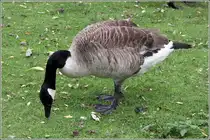 Kanadagans am Neckarufer in Ladenburg. 12.06.2013