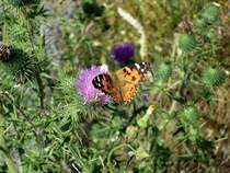 Ein Schmetterling auf einer Distel am Feldrand. 01.08.2013