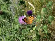 Ein Schmetterling auf einer Distel am Feldrand. 01.08.2013