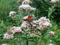 Im Blumenwirrwarr hinter der Bahnhofshalle. 01.08.2013