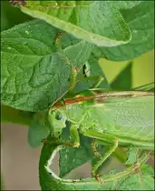 . Die Kartoffelbl�tter in unserem Garten scheinen diesem Gr�nen Heupferd (Tettigonia viridissima) Weibchen gut zu schmecken, �ber eine Woche haben wir es t�glich gesehen. 29.07.2013 (Jeanny)