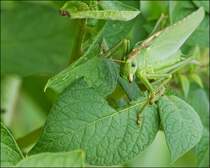 . Die Kartoffelbltter in unserem Garten scheinen diesem Grnen Heupferd (Tettigonia viridissima) Weibchen gut zu schmecken, ber eine Woche haben wir es tglich gesehen. 29.07.2013 (Jeanny)
