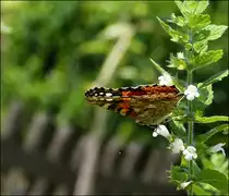 . Distelfalter (Vanessa cardui) mit geschlossenen Fl�geln. 27.07.2013 (Hans)