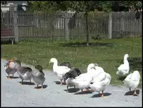 G�nse in Fladungen am 18.07.2013