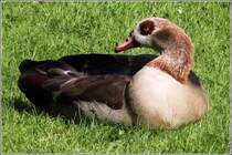Eine Nilgans sonnt sich in Schwetzingen. 11.06.2013