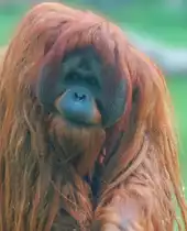 Orang-Utan