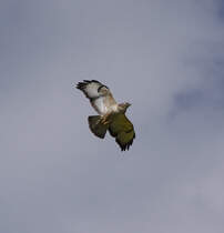 Der Eisenbahnphotograph richtet manchmal auch seinen Blick nach Oben. 28.05.2013 beim Haltepunkt Syrau bei Plauen im Vogtland!