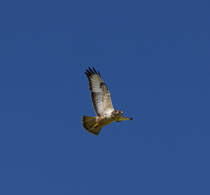 Der Eisenbahnphotograph richtet manchmal auch seinen Blick nach Oben.
28.05.2013 beim Haltepunkt Syrau bei Plauen im Vogtland!