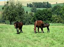 Wanderung Hockstein/ Schanzstein/ Hohnstein.. Pferde am Wegesrand. 06.08.2013