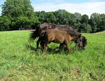Wanderung Hockstein/ Schanzstein/ Hohnstein.. Ponys am Wegesrand. 06.08.2013