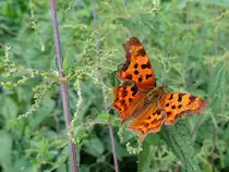  C-Falter (Polygonia c-album; Syn.: Nymphalis c-album) macht auf einer Brennessel eine kurze Rast; 130810
