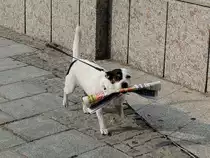 Zeitungsaustr�ger, mit voller Freude und Elan bei der Arbeit; 130810