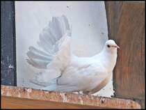 Taube auf der Wartburg am 12.07.2013