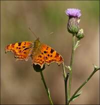 . C-Falter (Polygonia c-album) auf einer Distelblte aufgenommen am 05.08.2013.  (Hans)