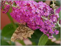 . C-Falter (Polygonia c-album) mit geschlossenen Fl�geln an einem Schmetterlingsstrauch. 09.08.2013.  (Hans)