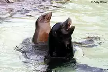 Kalifornisches Seel�wenp�rchen.