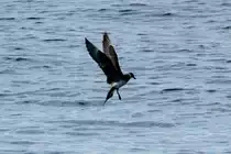 Eine Schmarotzerraubm�we vor der Insel Anda; 01.07.2013