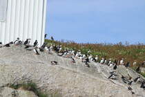Einige Papageientaucher sitzen auf der Insel Anda; 01.07.2013