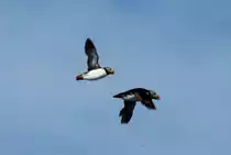 Zwei Papageitaucher im Flug; 01.07.2013