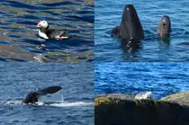 Hier habe ich eine Galerie von unserer Wal- Robben- und Meeresvogelsafari am 01.07.2013 zur Insel Anda und dem Bleik-Canyon zusammengestelt.
An der Nordspitze der Vester�len-Insel Lang�ya liegt der kleine Fischerort St�. Von hier startet t�glich in der Sommersaison die Arctic Whale Tours zu einem 8-st�ndigen Trip vorbei an der Insel Anda bis zum Bleik-Canyon, nord/westlich der Insel And�ya. Es ist die einzige Safari in Norwegen, die das breite Spektrum von Vogel- und Walbeobachtungen anbietet. Der Veranstalter gibt eine Garantie f�r Seev�gel und Pottwale. Mit ein wenig Gl�ck k�nnen noch Robben, Orcas, Zwergwale, Grindwale, Buckelwale, Schweinswale oder Wei�seitendelphine beobachtet werden. Auf unserer Tour sahen wir verschiedene Seevogelarten, zwei Robben, sechs Pottwale eine gro�e Gruppe von ca. 30-35 Grindwale und eine Gruppe Wei�seitendelphine.