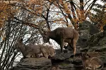 Sibirische Steinb�cke.