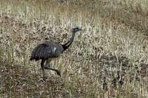 Ein Nandu-Hahn mit vier Jungtieren. Es sind die ersten Nandu-Kken, die ich in diesem Jahr beobachtet habe. Utecht, 11.08.2013