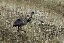 Ein Nandu-Hahn mit vier Jungtieren. Es sind die ersten Nandu-K�ken, die ich in diesem Jahr beobachtet habe. Utecht, 11.08.2013